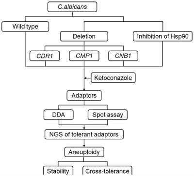 Ketoconazole induces reversible antifungal drug tolerance mediated by trisomy of chromosome R in Candida albicans